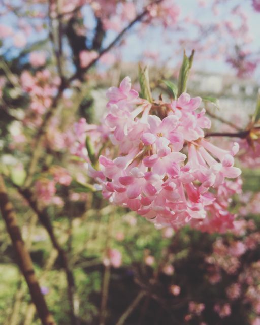 Close-up of beautiful pink viburnum flowers blooming in a spring garden. Great for springtime themes, gardening promotions, floral wallpapers, artistic nature prints, and botanical education.