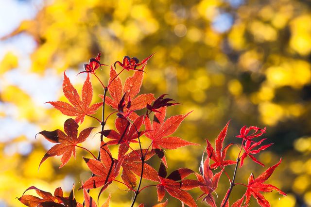 Vibrant Red Maple Leaves Against Golden Bokeh Background - Download Free Stock Photos Pikwizard.com