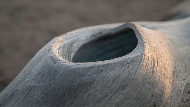 Weathered driftwood log with oval cavity and sunlit wood grain textures on sand