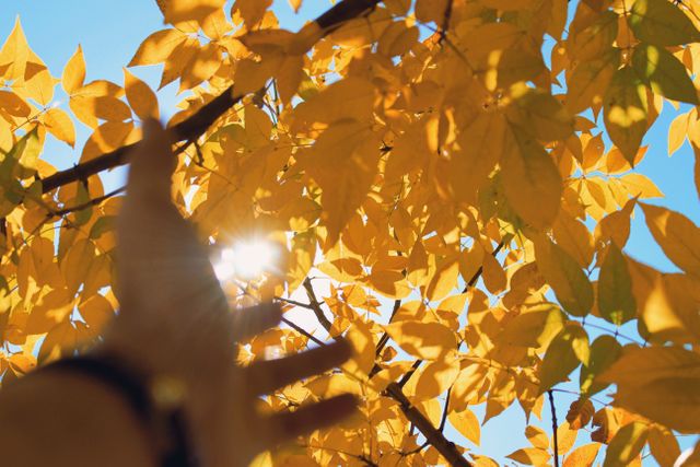 A hand reaching up towards a tree with golden autumn leaves, with sunlight filtering through the branches against a clear blue sky. Perfect for autumn-themed projects, nature backgrounds, seasonal promotions, or concepts related to hope and reaching for goals.