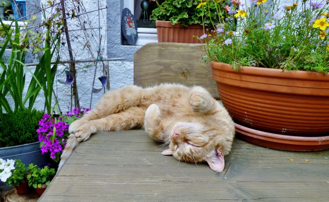 Ginger cat lying on its back on wooden deck surrounded by flower pots and garden plants. Ideal for use in pet care articles, relaxing summer scenes, or gardening blogs.