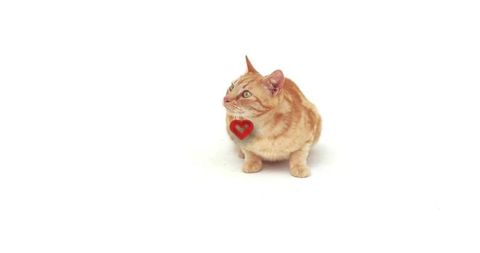 Ginger tabby cat with red heart tag looking upwards