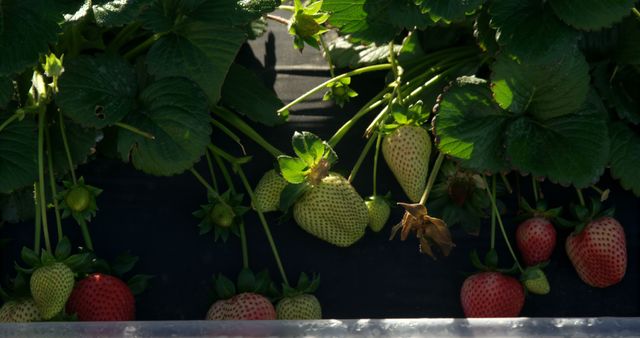 Strawberries Growing on Vine at Different Ripeness in Garden - Download Free Stock Photos Pikwizard.com