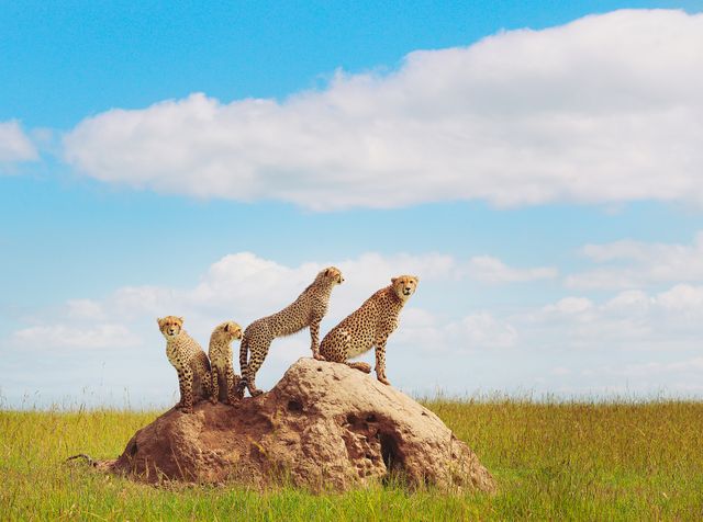 Cheetahs standing on a large rock in open grassland under a clear blue sky. This serene and picturesque scene can be used for wildlife photography collections, safari promotions, educational materials about African predators and big cats, nature conservation campaigns, and outdoor adventure websites.