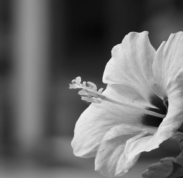 Beautiful macro shot of a hibiscus flower in black and white, highlighting its delicate petals and detailed stamen. Ideal for nature-themed art, botanical prints, or as a serene background for websites and blogs focusing on natural beauty or relaxation themes.