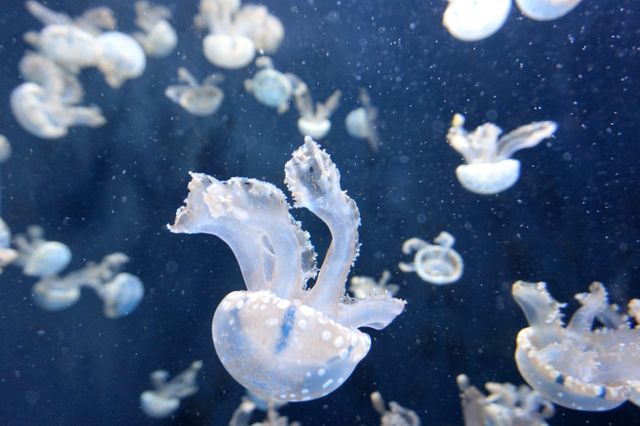 Jellyfish Invertebrate Animal - Download Free Stock Photos Pikwizard.com