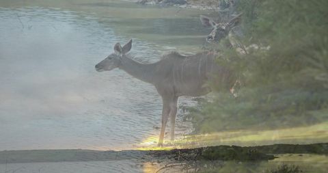 Striped antelopes drinking by riverbank in serene wilderness
