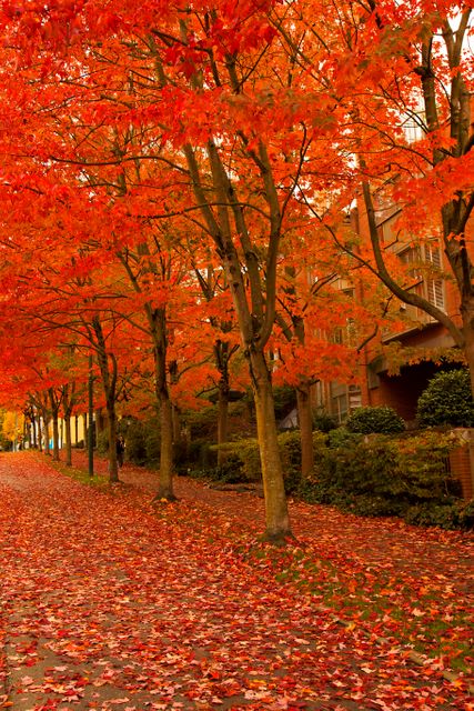 Tree-lined street with vibrant red autumn foliage - Download Free Stock Photos Pikwizard.com