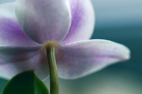 Orchid underside macro showing soft purple petals, green stem and gentle bokeh