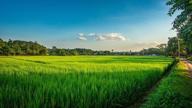 Tranquil Rice Paddy Field with Dirt Pathway in Rural Landscape
