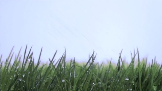 This video of rain falling in super slow motion on green grass against a blue sky captures the essence of a rainy day in nature. It can be used in marketing materials for environmental initiatives, weather forecasts, fresh produce advertising, or landscape design. The visual appeal of water droplets creates a serene and peaceful aesthetic ideal for relaxation themes and wellness content.