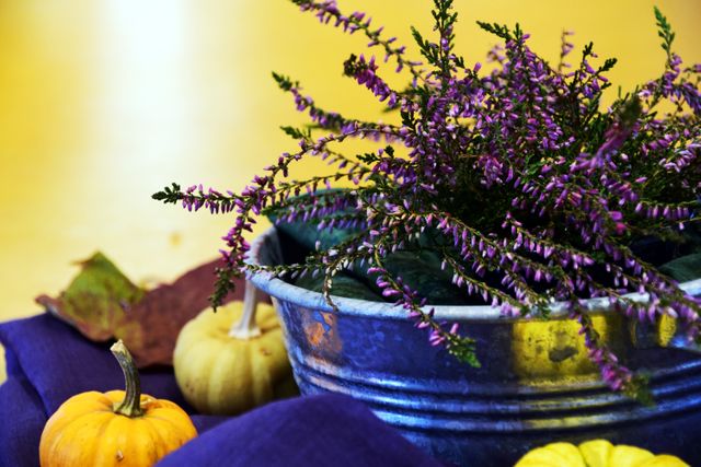 Vibrant display featuring a heather plant in a rustic metal pot, surrounded by mini pumpkins and autumn leaves. Ideal for use in seasonal promotions, fall-themed decor ideas, gardening tips, or lifestyle blog articles about autumn.