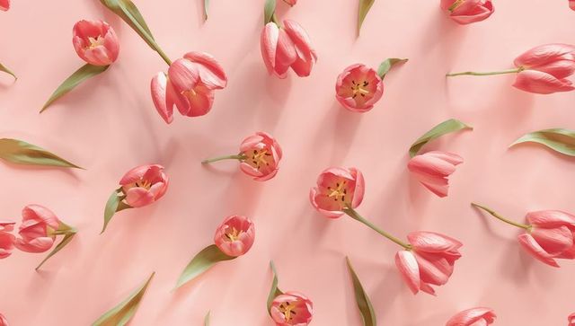 Scattered pink tulip flat lay featuring soft shadows on pastel pink minimalist backdrop