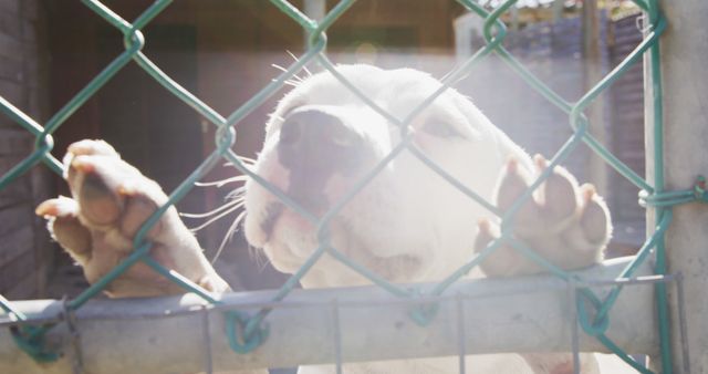 Portrait of white dog standing behind fence in dog shelter. Animals, support and temporary home, unaltered.