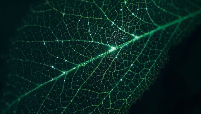 Macro leaf venation with glowing midrib and dew droplets, translucent green closeup