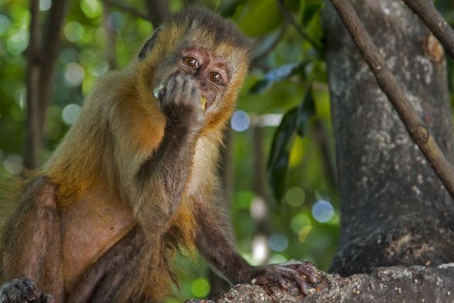 Primate Monkey Mammal - Download Free Stock Photos Pikwizard.com