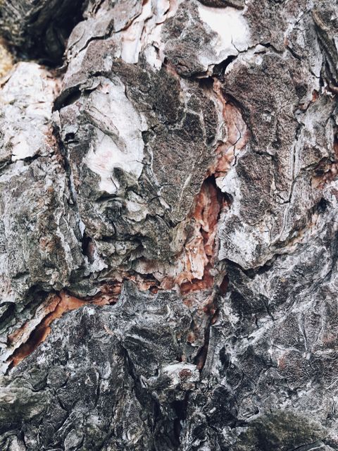 Detailed close-up image of rough tree bark texture showcasing organic natural patterns and rugged surfaces. Ideal for use in backgrounds, nature studies, environmental education, forestry projects, and botanical illustrations.
