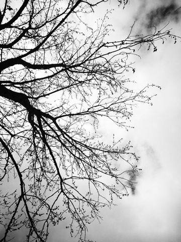 Artistic silhouette of leafless tree against cloudy sky