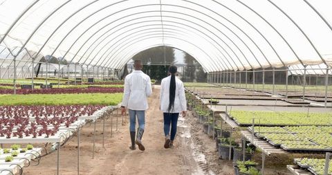 African American Farmers Inspecting Hydroponic Farm in Greenhouse