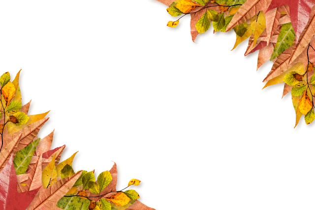 Colorful Autumn Leaves on Transparent Background with Copy Space - Download Free Stock Videos Pikwizard.com