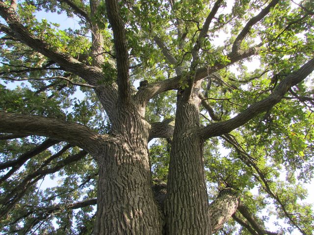 Mature oak tree with rugged bark and sprawling branches basking in sunlight. Ideal for nature, environmental, or serenity concepts. Perfect for use in eco-friendly designs, backgrounds, or promoting green products.