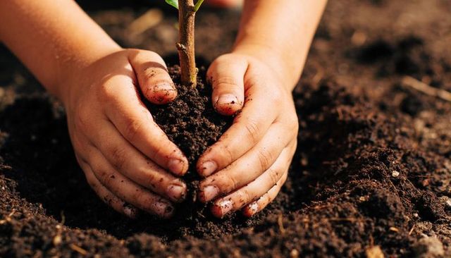Child planting seedling with dirty hands nurturing young sprout in fertile soil