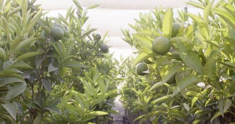 Unripe citrus trees thriving in sunlit greenhouse environment