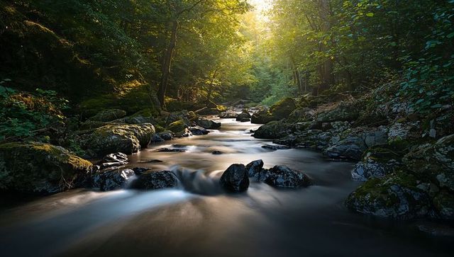 Sunbeams filtering through canopy over flowing mossy stream in forest gorge golden hour