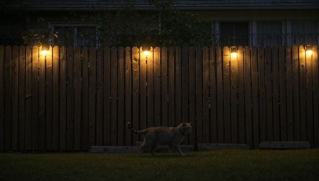 Walking tabby cat crossing backyard lawn at dusk with warm fence lights and wooden privacy