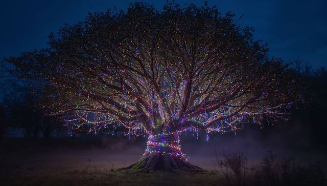 Enchanted tree illuminated with multicolored lights at dusk