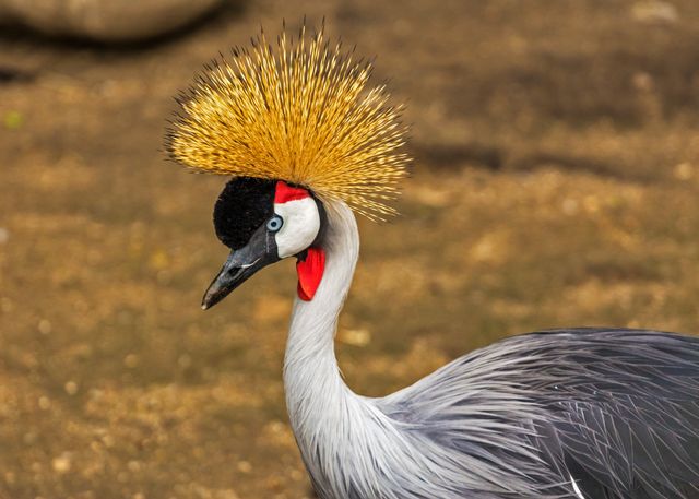 Close-up capturing the beautiful details of a grey crowned crane with distinctive golden feathers on its head, standing on dirt ground. The vibrant colors and unique appearance make it an excellent choice for nature and wildlife-themed projects, educational materials, and birdwatching publications.