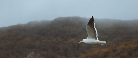Seagull Gliding Through Mist Over Coastal Hillside with Moody Sky