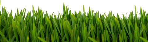 Lush green grass on transparent background for nature designs