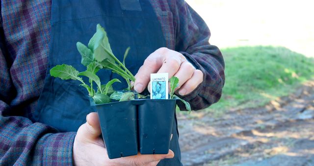 A middle-aged Caucasian man is holding a small plant in a pot, ready for planting, with copy space. His attire suggests he might be a farmer or gardener, engaging in agricultural activities.