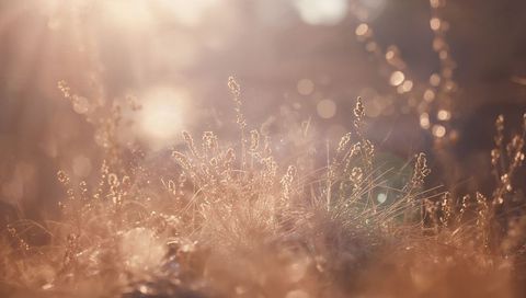 Sunlit dried grasses and seed heads glowing with dew and spider silk in warm meadow bokeh