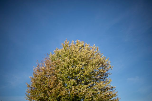 Depicts a lush tree with green foliage against a clear blue sky. Useful for nature and landscape themes, backgrounds in design projects, or promoting outdoor activities.