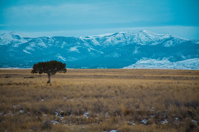This image depicts a solitary tree standing in a vast open field with snow-capped mountains in the background. The scene has a tranquil and serene atmosphere, emphasizing solitude and the beauty of nature. This can be used in travel brochures, nature magazines, or websites promoting outdoor adventures and peace. Ideal for conveying themes of tranquility, isolation, and natural beauty.