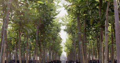 Potted Tree Saplings in Nursery for Sustainable Agriculture