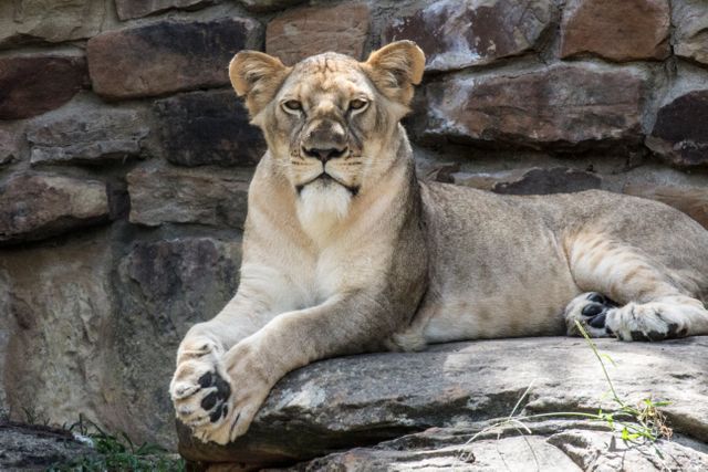 Majestic lion sitting on rocky terrain, resting and observing surroundings with calm demeanor. Ideal for wildlife photography, nature documentaries, educational material, and backgrounds for zoos or wildlife conservation advertisements.