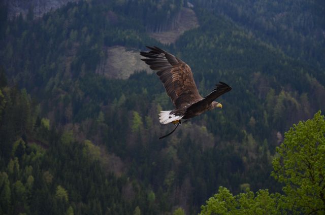 A majestic eagle is flying high above a dense mountain forest. This image captures the essence of wilderness and freedom, ideal for use in nature conservation campaigns, educational material about birds of prey, or travel and adventure brochures focusing on alpine adventures.