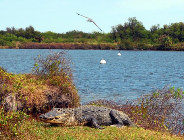 Alligator resting on creek bank at Kennedy Space Center with a heron in flight above the water. Suitable for use in topics related to wildlife, protected species, nature conservation, NASA-related content, and educational purposes for animal behavior.