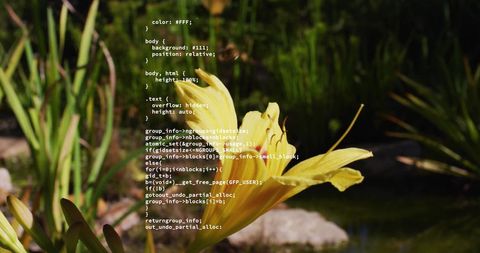 Digital coding overlay with yellow flower in nature