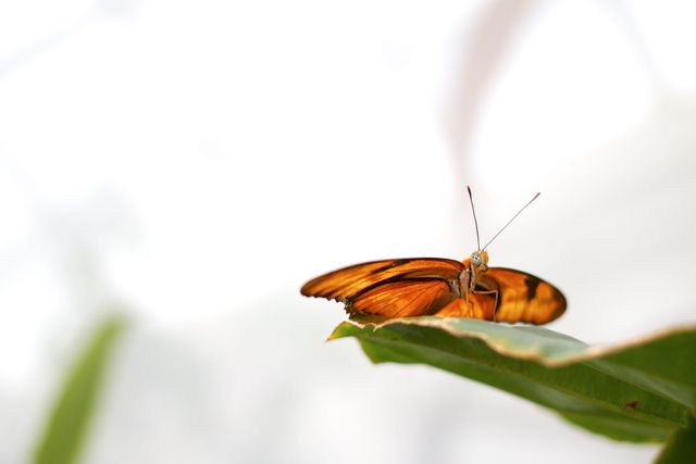 Orange Butterfly Close-Up Perched on Leaf in Bright Environment - Download Free Stock Photos Pikwizard.com