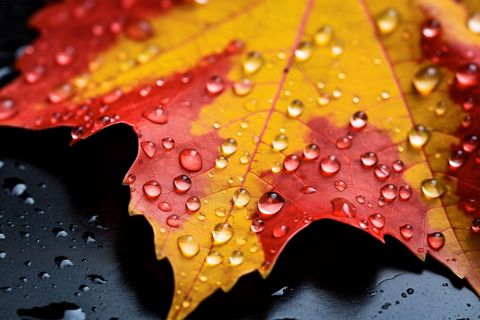 Maple leaf displaying water droplets in vivid red and yellow autumn macro