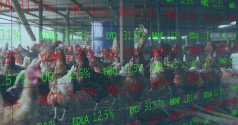 Digital Financial Interface Overlaid on Chicken Farm Scene