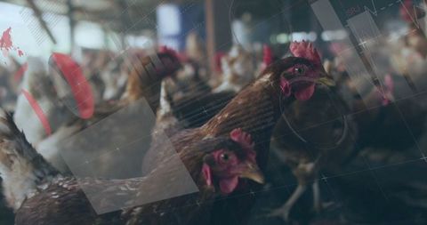 Brown laying hens in poultry barn