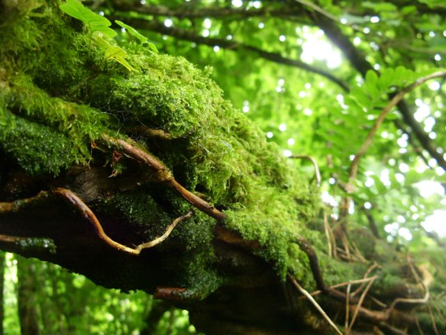 Detailed close-up of a tree branch covered in vibrant, lush green moss in a dense forest. Ideal for nature-themed projects, environmental concepts, or backgrounds emphasizing the beauty of natural ecosystems and green living.