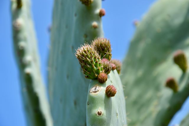 Detailed close-up showing cactus with budding fruits, highlighted against a clear blue sky. Suitable for nature-themed projects, botanical studies, desert flora educational materials, garden publications, or succulent plant enthusiasts.