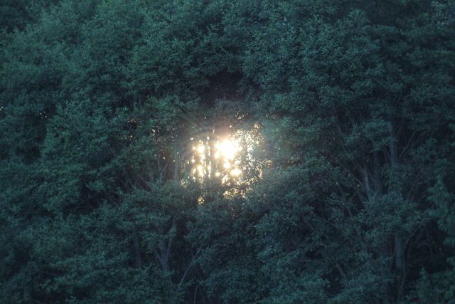 Sunlight Shining Through Dense Forest Foliage - Download Free Stock Photos Pikwizard.com