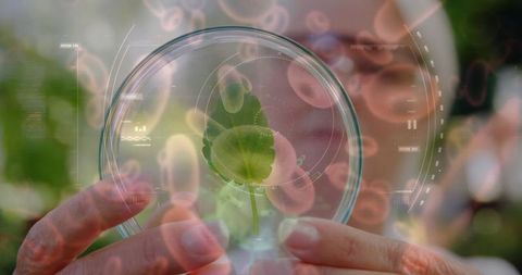 Scientist Examining Plant in Petri Dish with Biotech Visualization